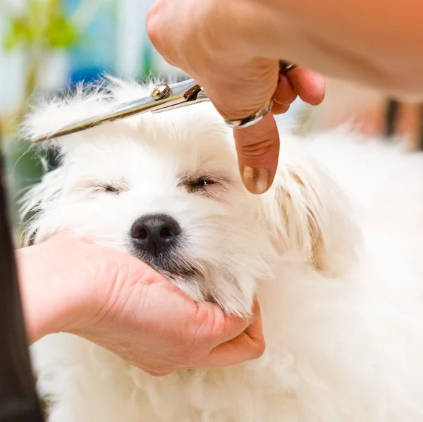 Pflege Malteser Hund lizenzfreie Stockbilder