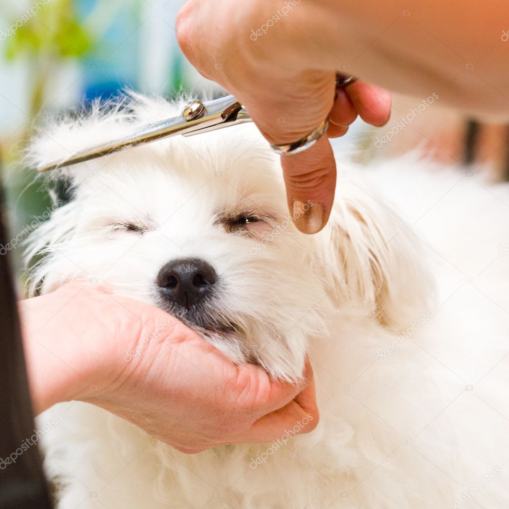 Grooming Maltese dog
