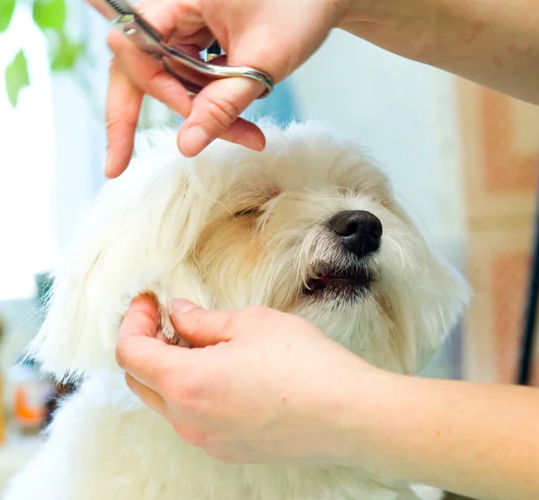 Dog grooming scissors Stock Photos, Royalty Free Dog grooming scissors