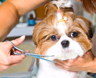Shih Tzu köpeğini tımar ediyorum.
