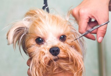 damat Yorkshire terrier köpek