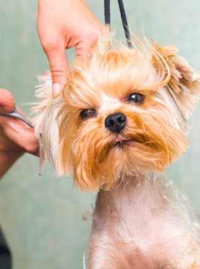 damat Yorkshire terrier köpek