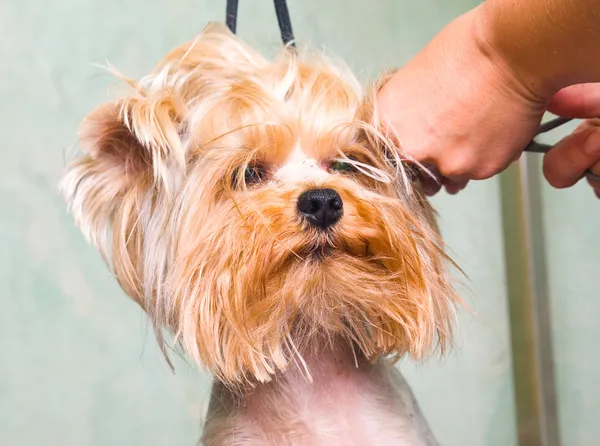 Yorkshire terrier hond het verzorgen — Stockfoto