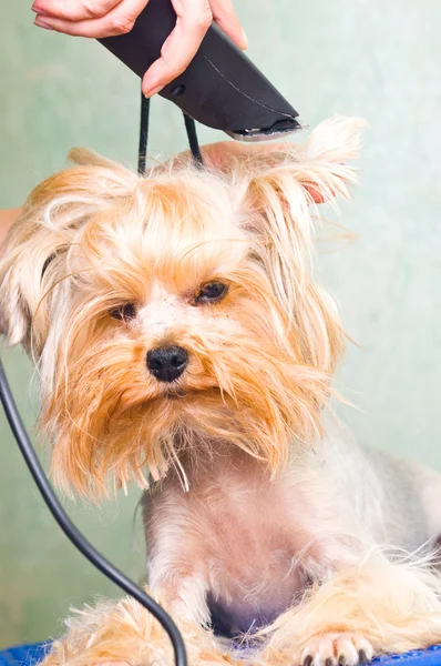 ヨークシャー ・ テリア犬の毛づくろい — ストック写真
