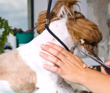Shih Tzu köpeğini tımar ediyorum.