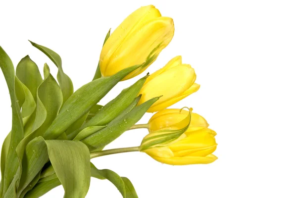 Tulipani gialli — Foto Stock