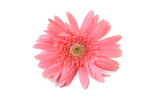 Gerbera-Blüte — Stockfoto