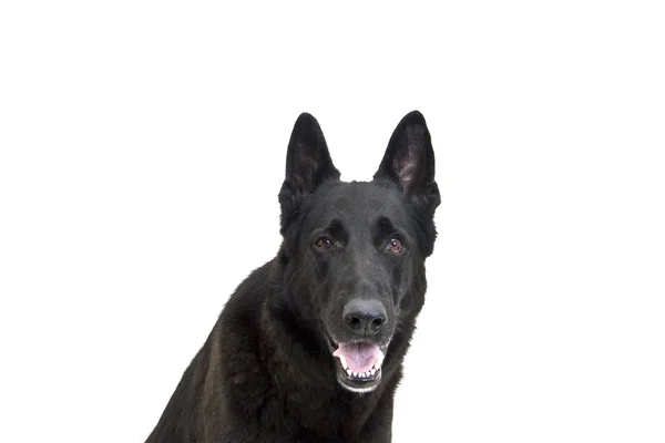 Black German Shepherd — Stock Photo, Image