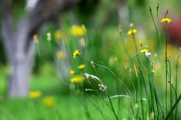 Желтый цветок в поле — стоковое фото