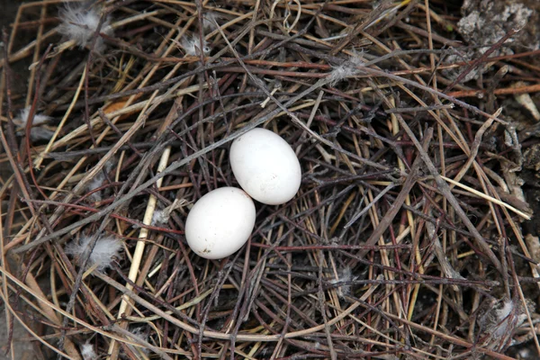 알을 낳은 새 둥지 — 스톡 사진