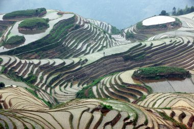 Longji pirinç terasları, guangxi Eyaleti, Çin