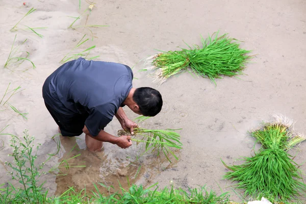 苗族同胞与崛起植物从龙脊梯田，广 — 图库照片