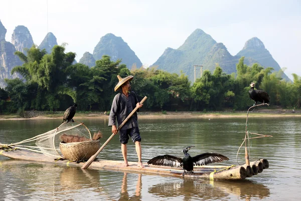 Homem chinês pesca com corvos-marinhos — Fotografia de Stock