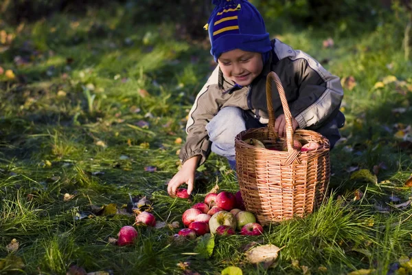 Boy with apples — Stock Photo, Image