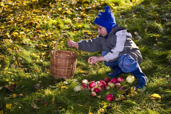 Băiat cu mere — Fotografie, imagine de stoc