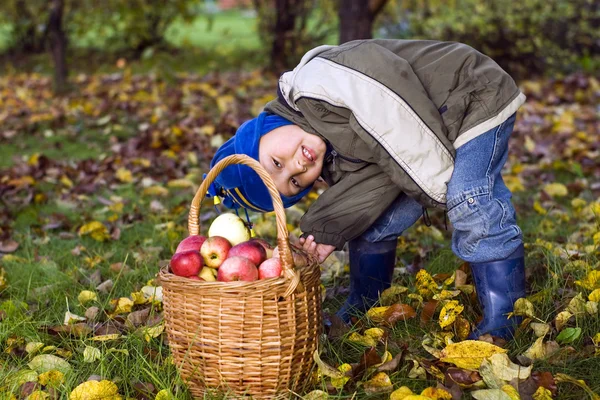 Pojke med äpplen — Stockfoto