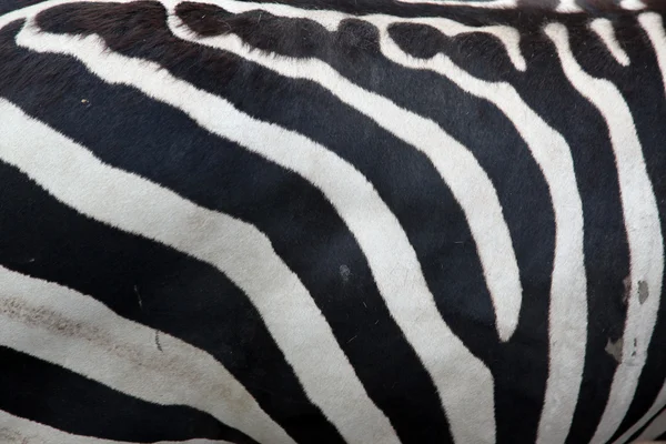 Zebra pattern with black and white stripes — Stock Photo, Image