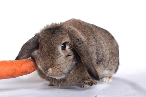 Adorable rabbit with carrot isolated on a white — Stock Photo, Image