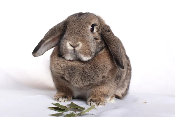 Funny rabbit posing on a white background — Stock Photo, Image