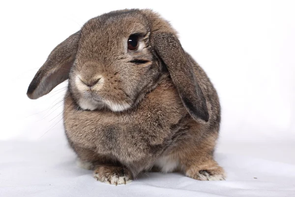 Funny rabbit posing on a white background — Stock Photo, Image