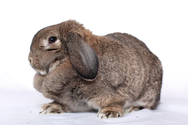 Lapin drôle posant sur un fond blanc — Photo