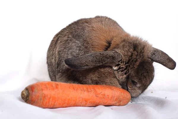 Zabawny królik z marchwi, pozowanie na białym tle — Zdjęcie stockowe