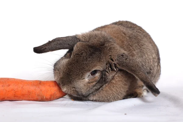 Schattig konijn met wortel geïsoleerd op een witte — Stockfoto