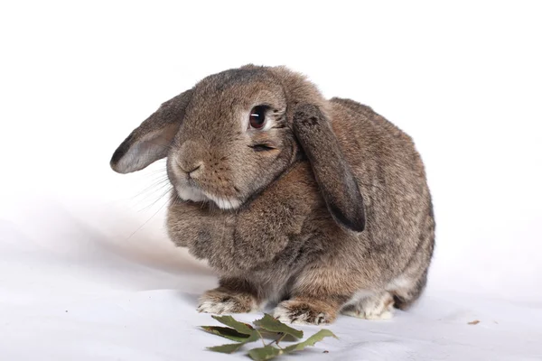 Divertente coniglio posa su uno sfondo bianco — Foto Stock