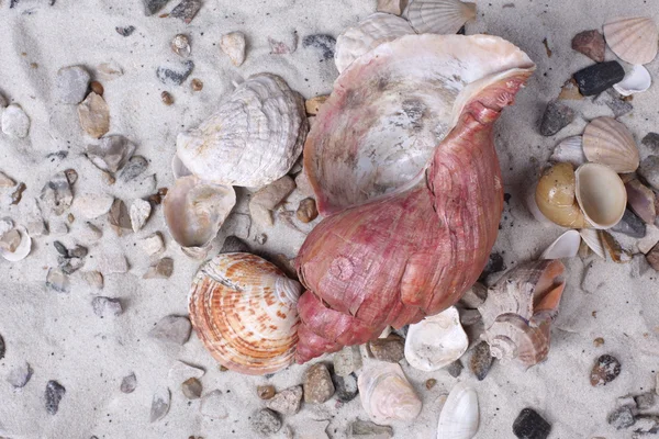 Shells in beach sand — Stock Photo, Image