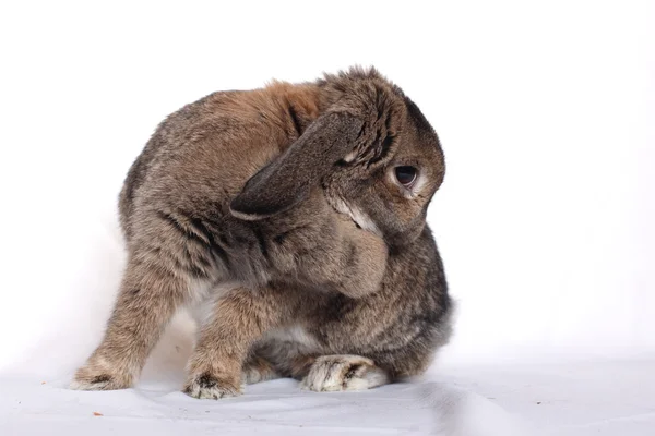 Divertente coniglio posa su uno sfondo bianco — Foto Stock