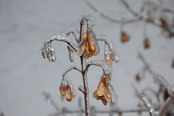 Los cristales de hielo sobre el árbol - el invierno — Foto de Stock