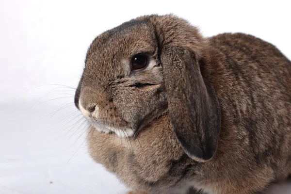 Grappige konijn die zich voordeed op een witte achtergrond — Stockfoto