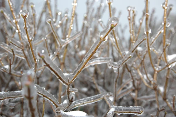 Кристаллы льда на дереве - зима — стоковое фото