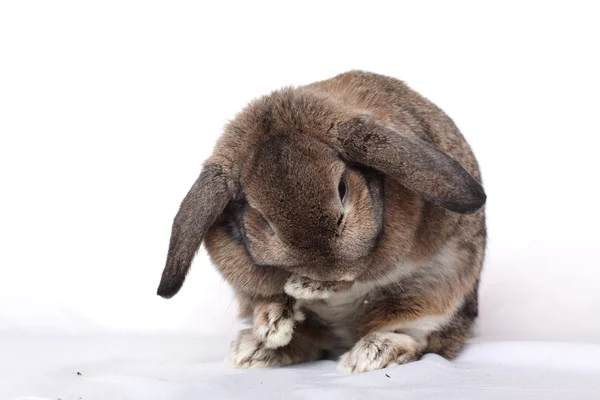 Zabawny królik pozowanie na białym tle — Zdjęcie stockowe