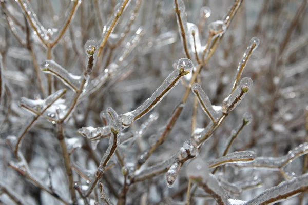 Cristais de gelo em uma árvore - inverno — Fotografia de Stock