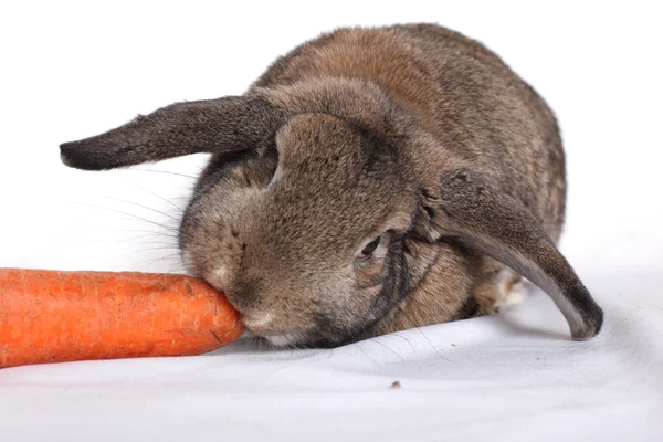 Schattig konijn met wortel geïsoleerd op een witte — Stockfoto