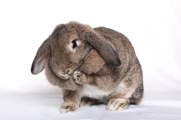 Zabawny królik pozowanie na białym tle — Zdjęcie stockowe