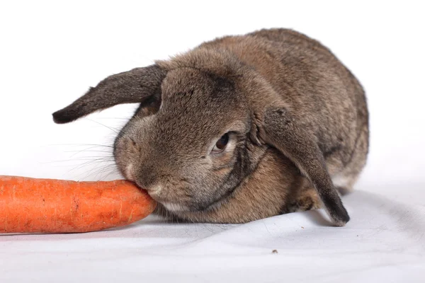 Schattig konijn met wortel geïsoleerd op een witte — Stockfoto