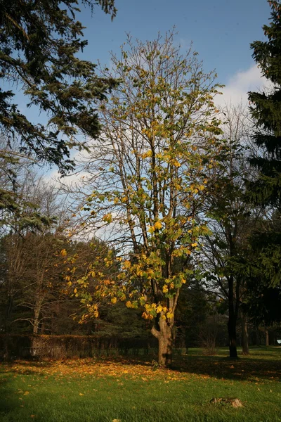 Copac în parc — Fotografie, imagine de stoc