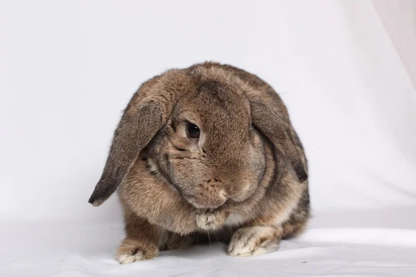 Lustiges Kaninchen posiert auf weißem Hintergrund — Stockfoto