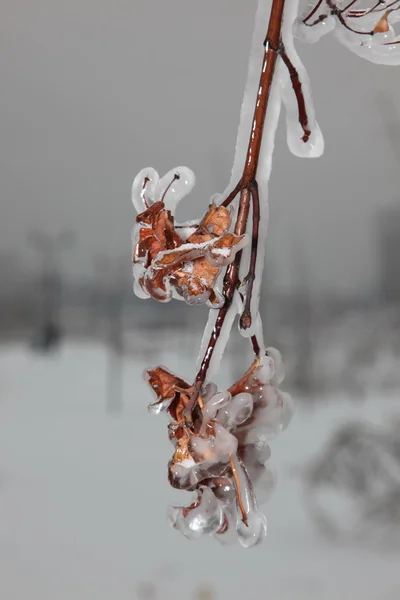 Кристаллы льда на дереве - зима — стоковое фото