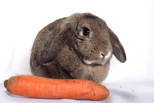 Ładny królik z marchew na białym tle — Zdjęcie stockowe