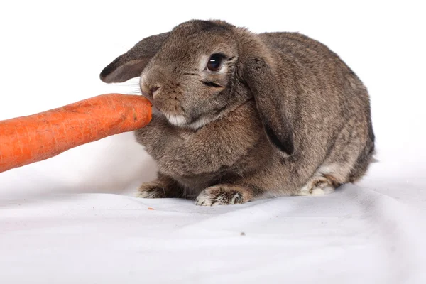 Ładny królik z marchew na białym tle — Zdjęcie stockowe