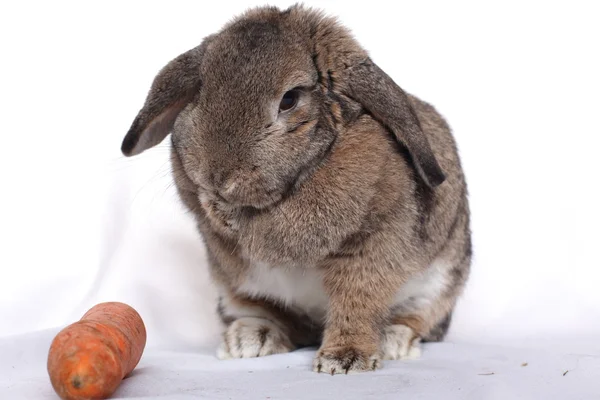 Coniglio adorabile con carota isolata su un bianco — Foto Stock