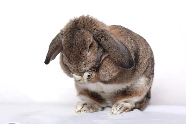 Lustiges Kaninchen posiert auf weißem Hintergrund — Stockfoto