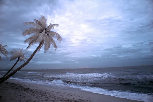 Sunset on sea with palms — Stock Photo, Image