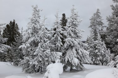 kaplıca içinde caldera yakınındaki çam. Yellowstone Millî Parkı