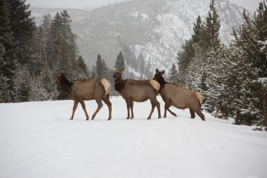 Yellowstone'da genç geyik