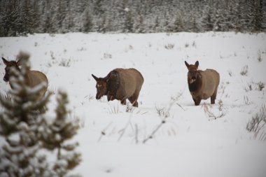 Yellowstone'da genç geyik