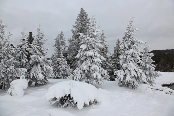 Pine near the Hot spring inside the caldera. Yellowstone National Park — Stock Photo, Image